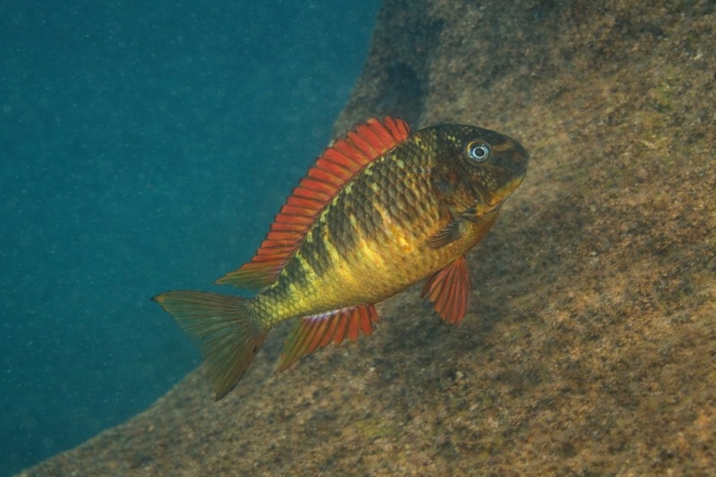 Tropheus sp. 'red' Cape Kachese (Golden Kazumba)